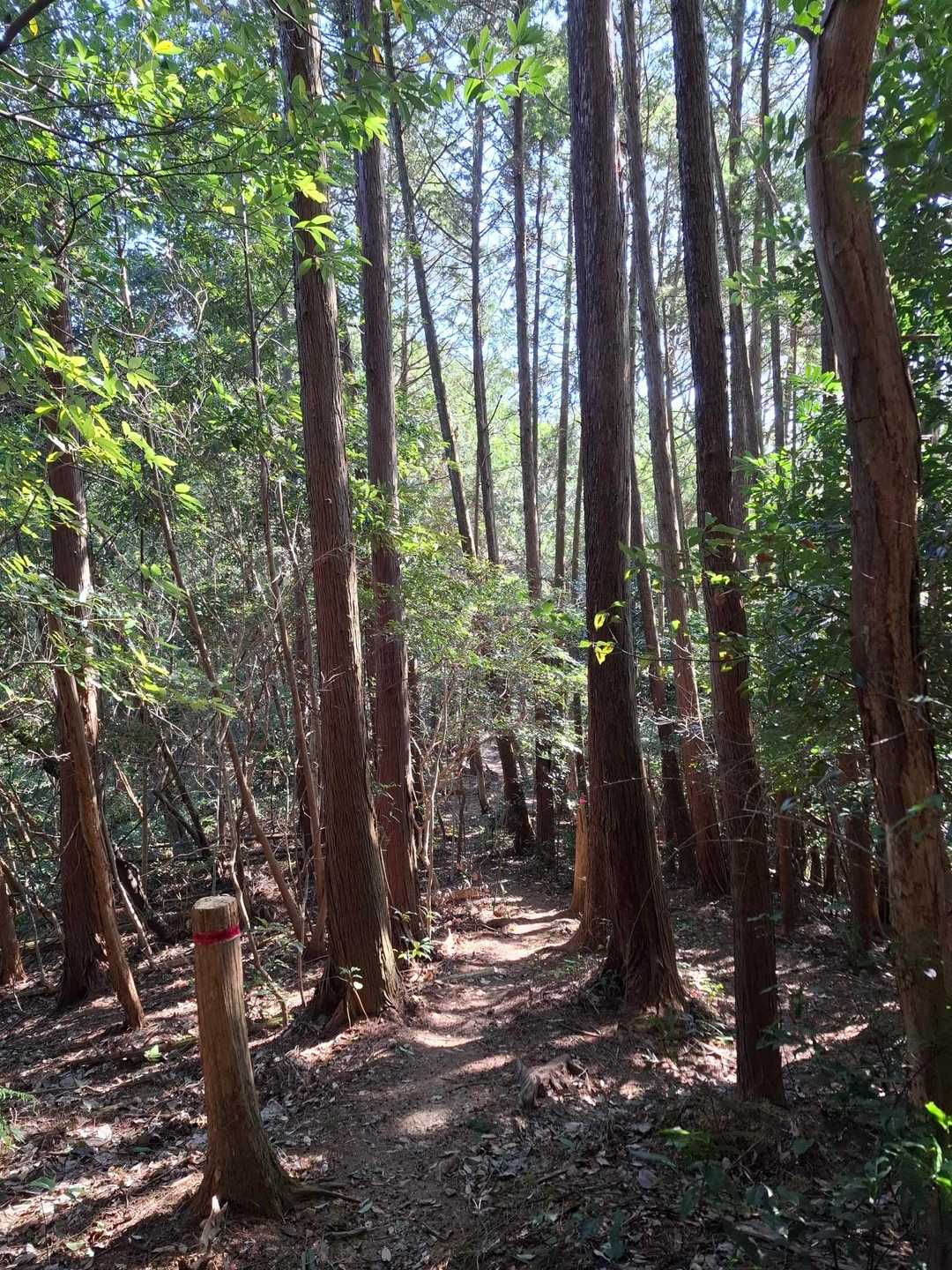 石段登山口-射鳥峠-竜峰山-5合目登山口 周回コースの写真