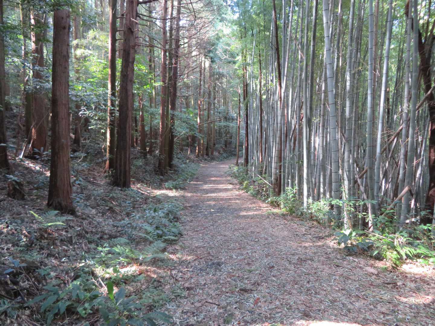 林道
