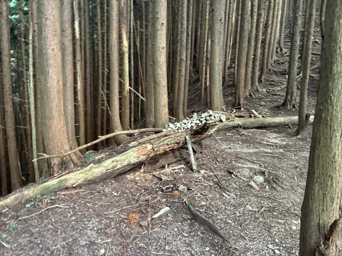恐竜なオブジェ、本日は反対から🦕