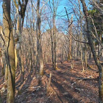 こういう広葉樹の森、好きです