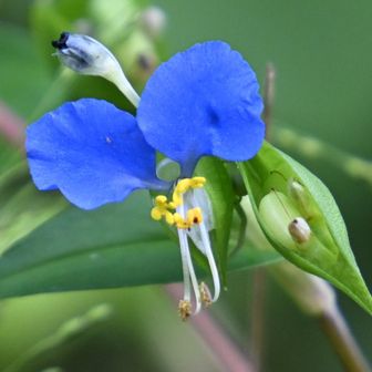 つゆ草