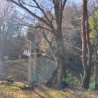 入口からしてちょっと下がる仕様
一歩目が落葉で思ったより沈んで怪我しそうになる