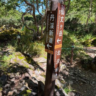 さて北沢峠へ。