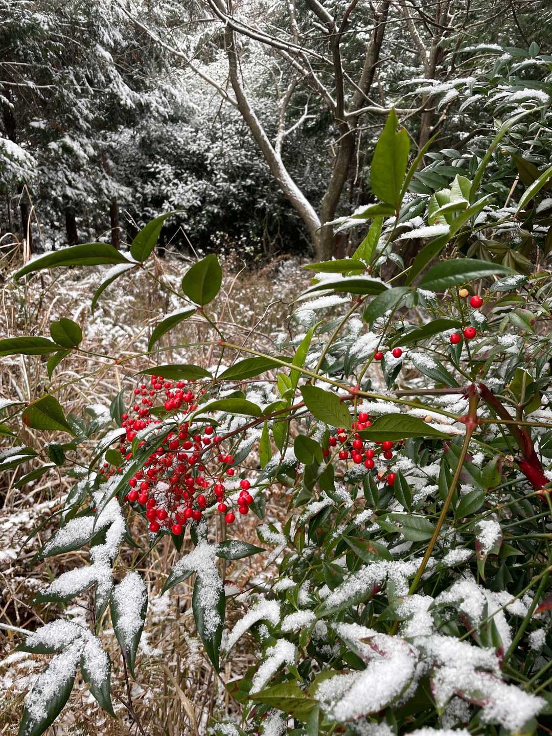 雪をかぶった南天が正月らしさを醸し出していました