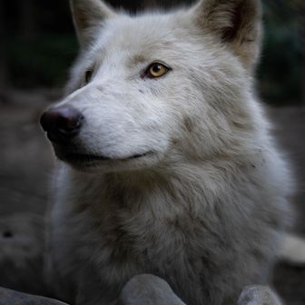 Ryo