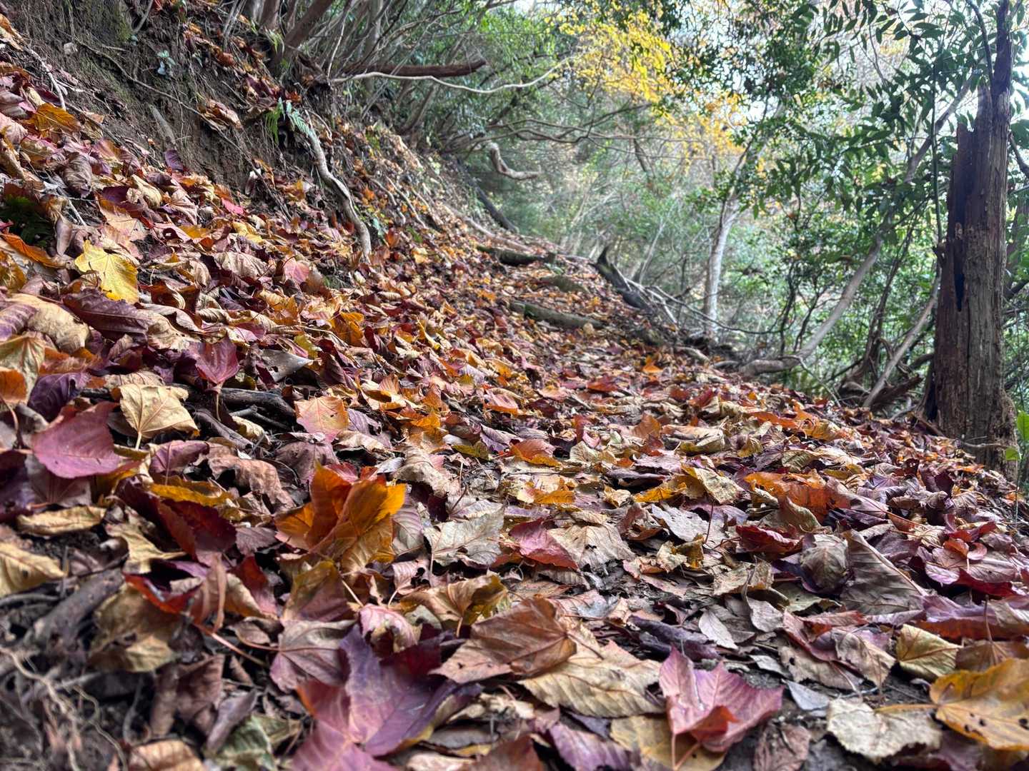 紅葉🍁の絨毯🍁