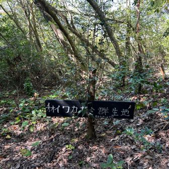 オオイワカガミ群生地