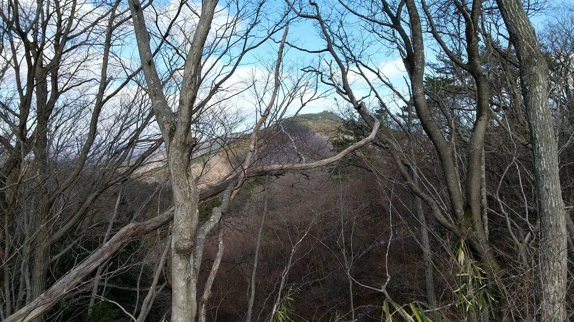 木の間から五社壇、今度登ってみます