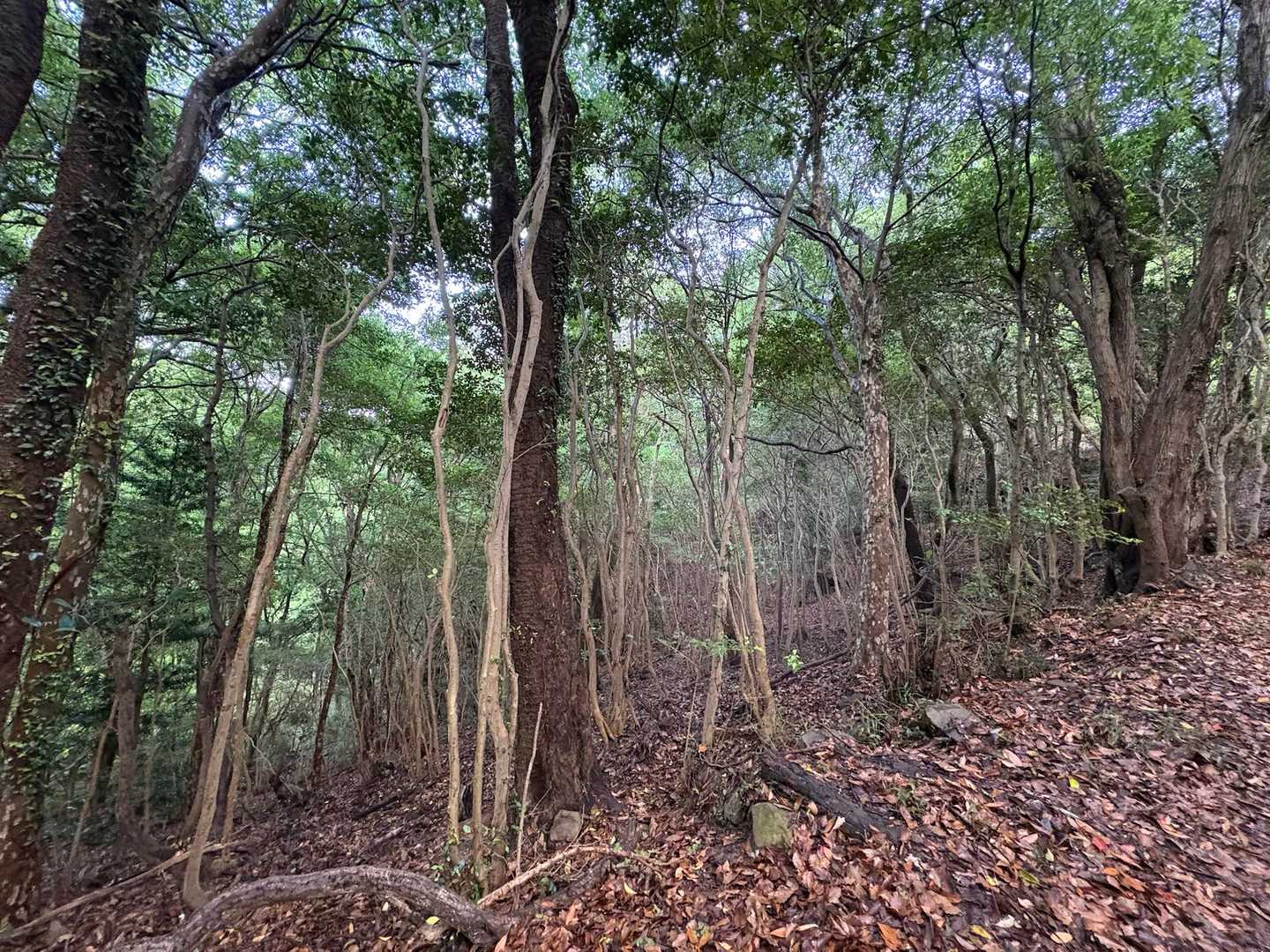 四国山登山口-四国山-高森山 往復コースの写真