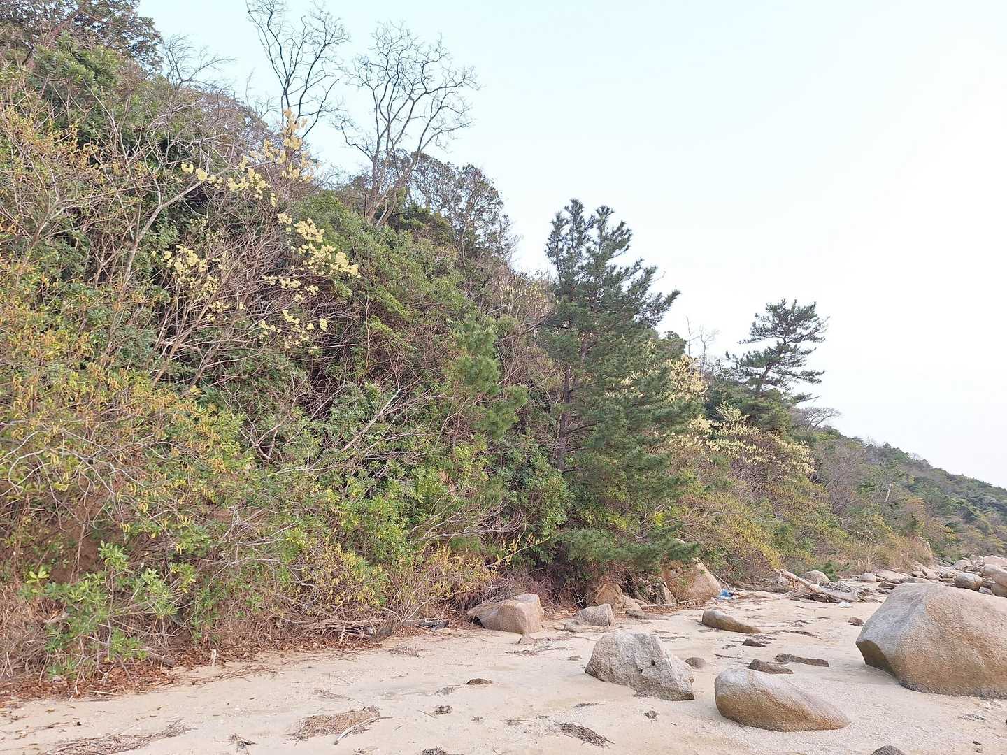 時々 山手のアオモジにも 目をやりながら💓