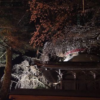 東南院の枝垂れ桜はちょいピーク過ぎ