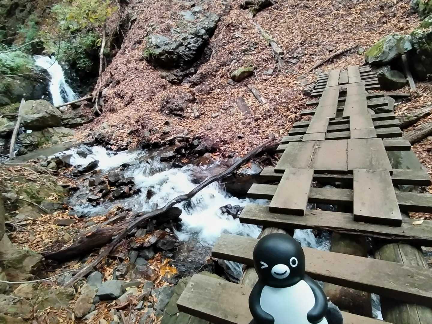 沢沿いをどんどん進んでくよ🐧
スリリングな橋もあるよ。