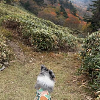 こんな感じで広くて良さげ⛺️