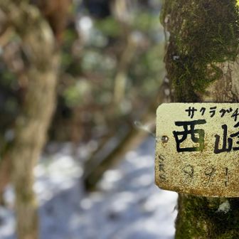 サクラグチ西峰到着👍