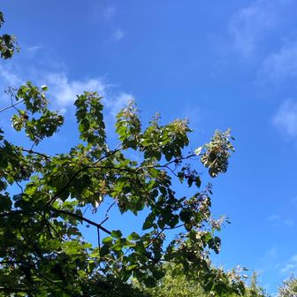 桐の木の佇まいが好き