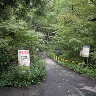日影沢林道へ