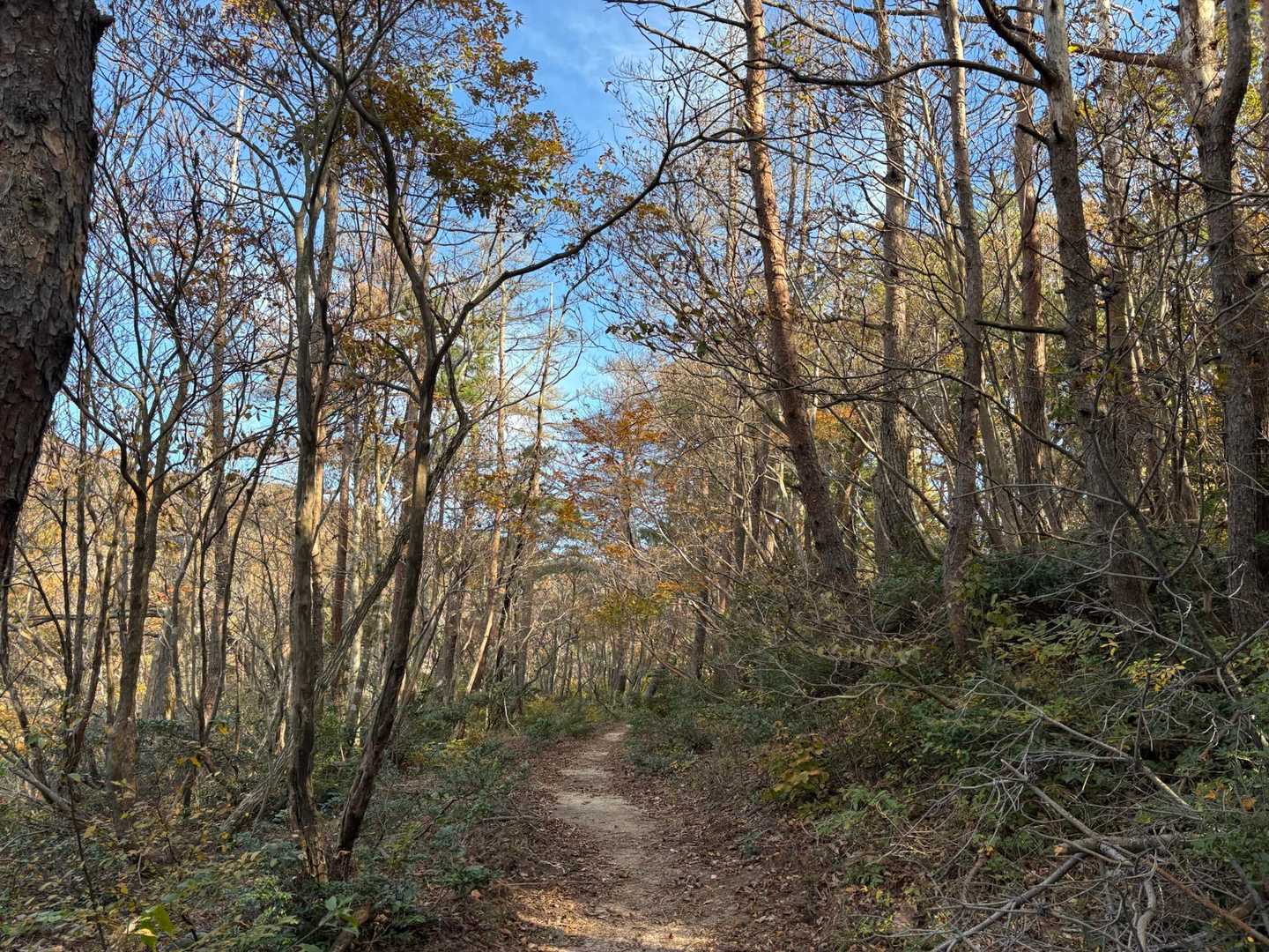 階段を登り切ると緩やかな登りの山道に