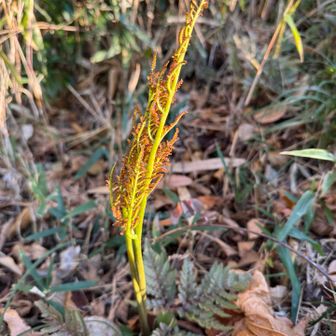 生駒山・神津嶽・大原山 冬の花蕨（フユノハナワラビ）まだありました