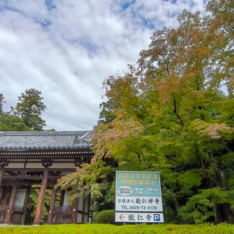 能仁寺のカエデもやや色づき始まってます