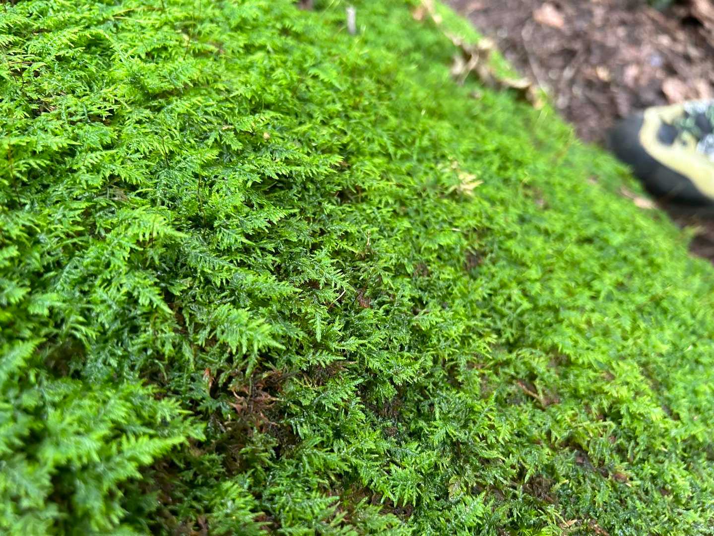 小楢山（焼山峠）の写真
