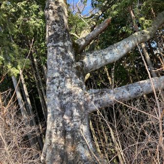 次郎ブナ、大木です