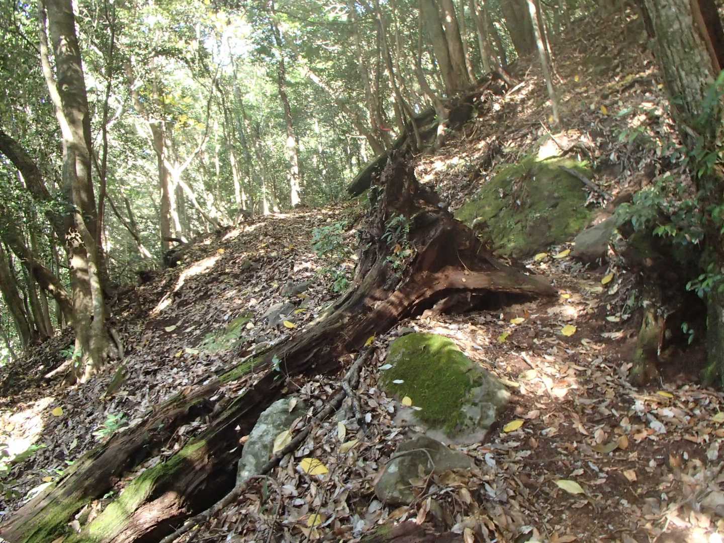 おぉ✨いい感じの道♪
楽しいな😊