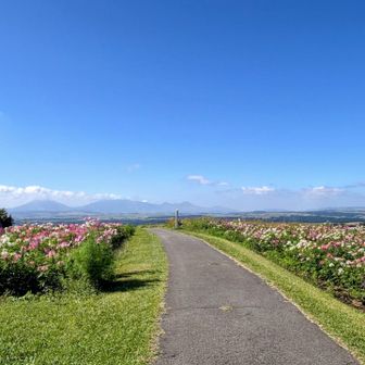 ヒゴタイだけじゃなく
コスモス畑とか
いろんなお花があります

