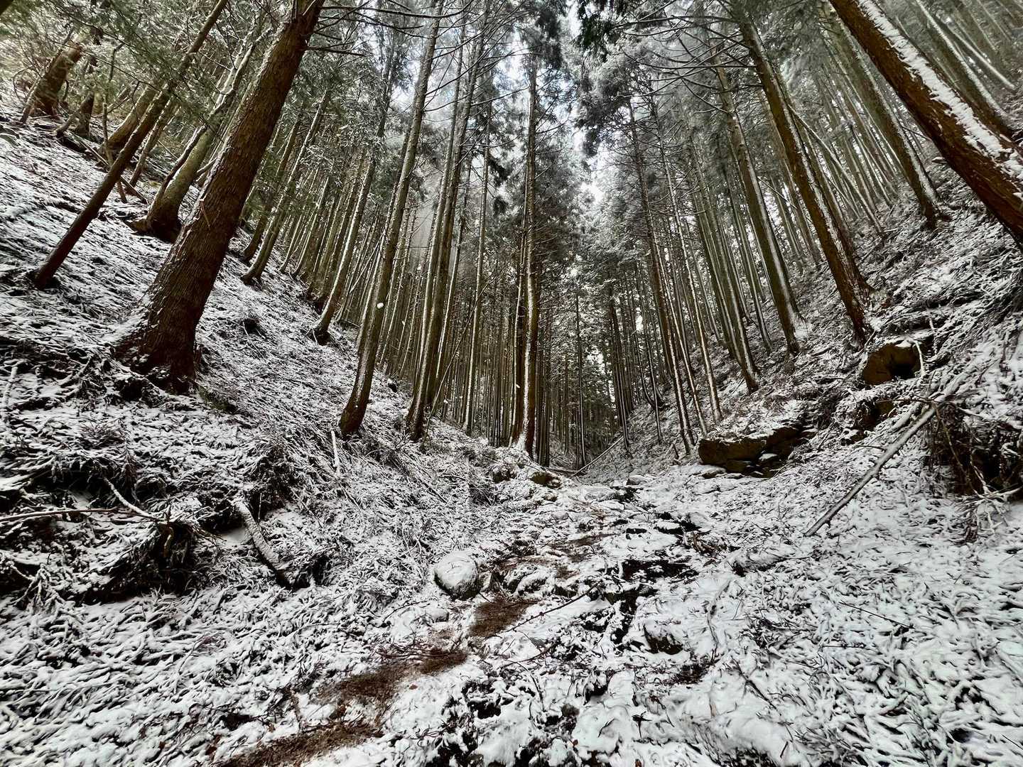 千早本道登山口-タカハタ谷登山口-金剛山-百ヶ辻登山口 縦走コースの写真