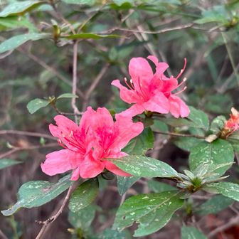 ヤマツツジの…狂い咲き🌸