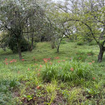 曼珠沙華が咲いている