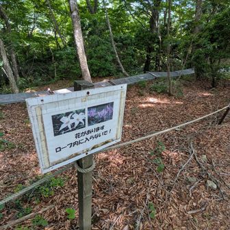 カタクリを保護してる場所
ササユリの写真もありますが、全然ありませんでした