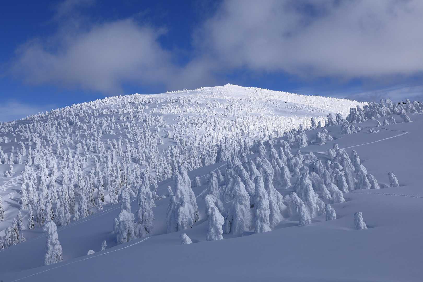 ゴンドラで手軽に天空の花畑へ。360度の絶景が迎える森吉山を往復の写真