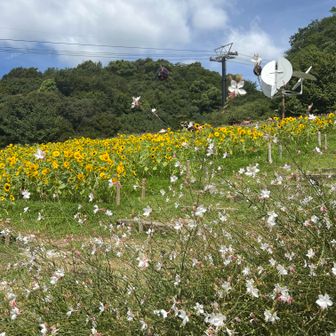 ひまわり