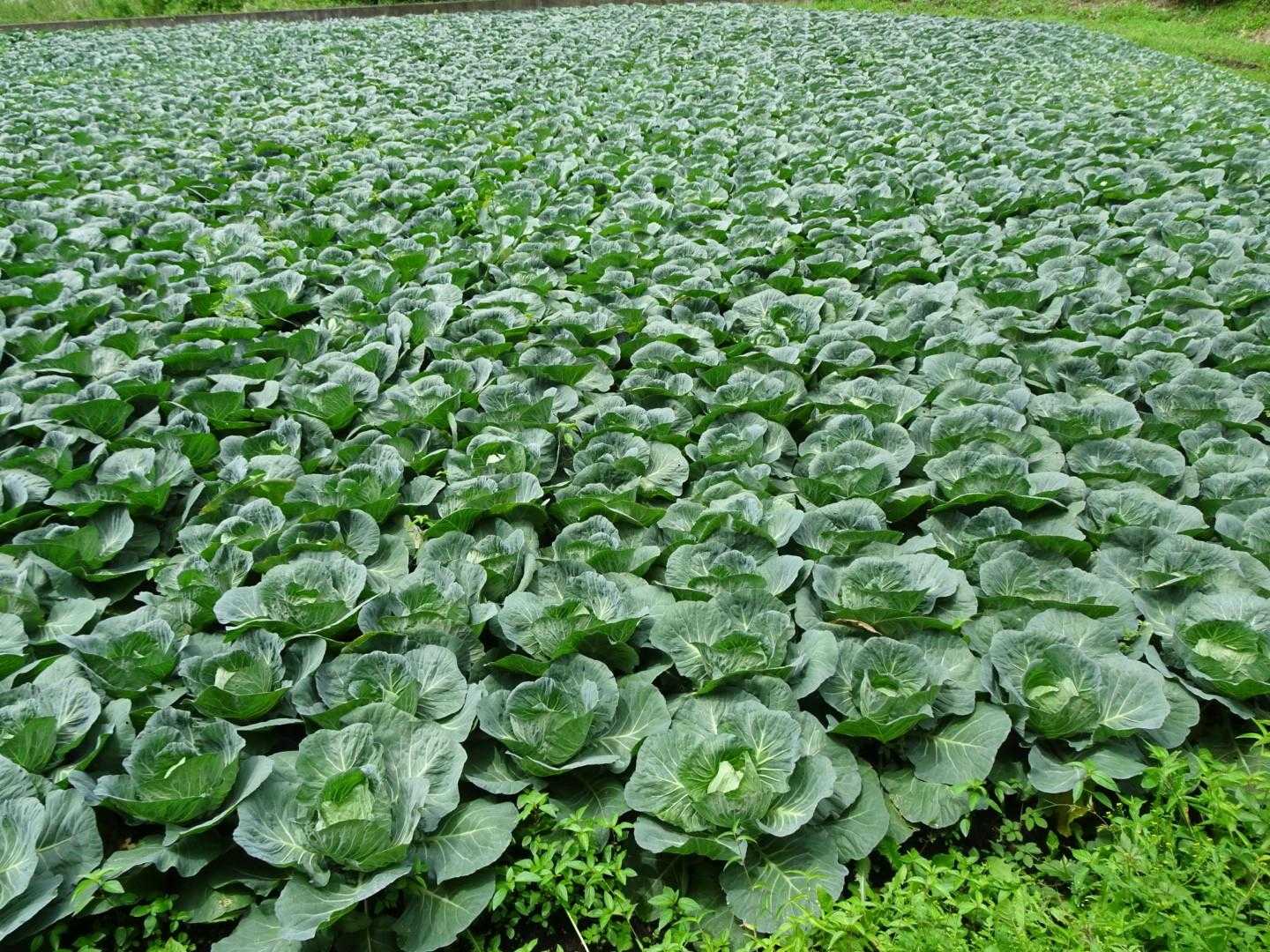 ・・・キャベツ畑がありました🥬