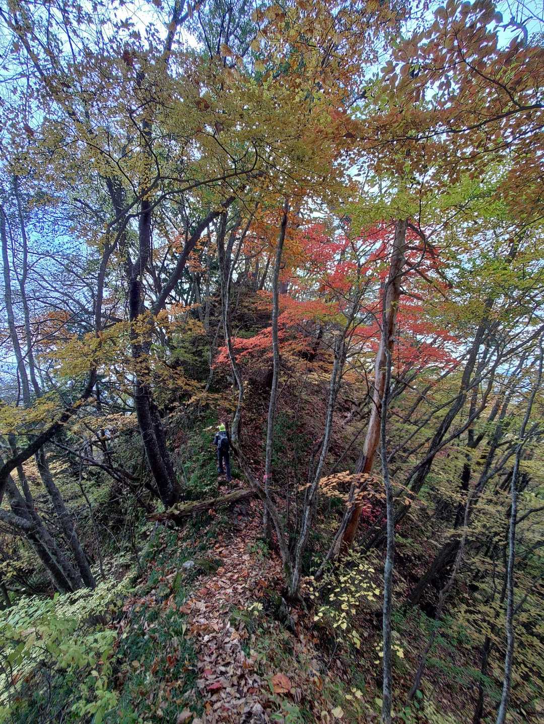 紅葉🍁