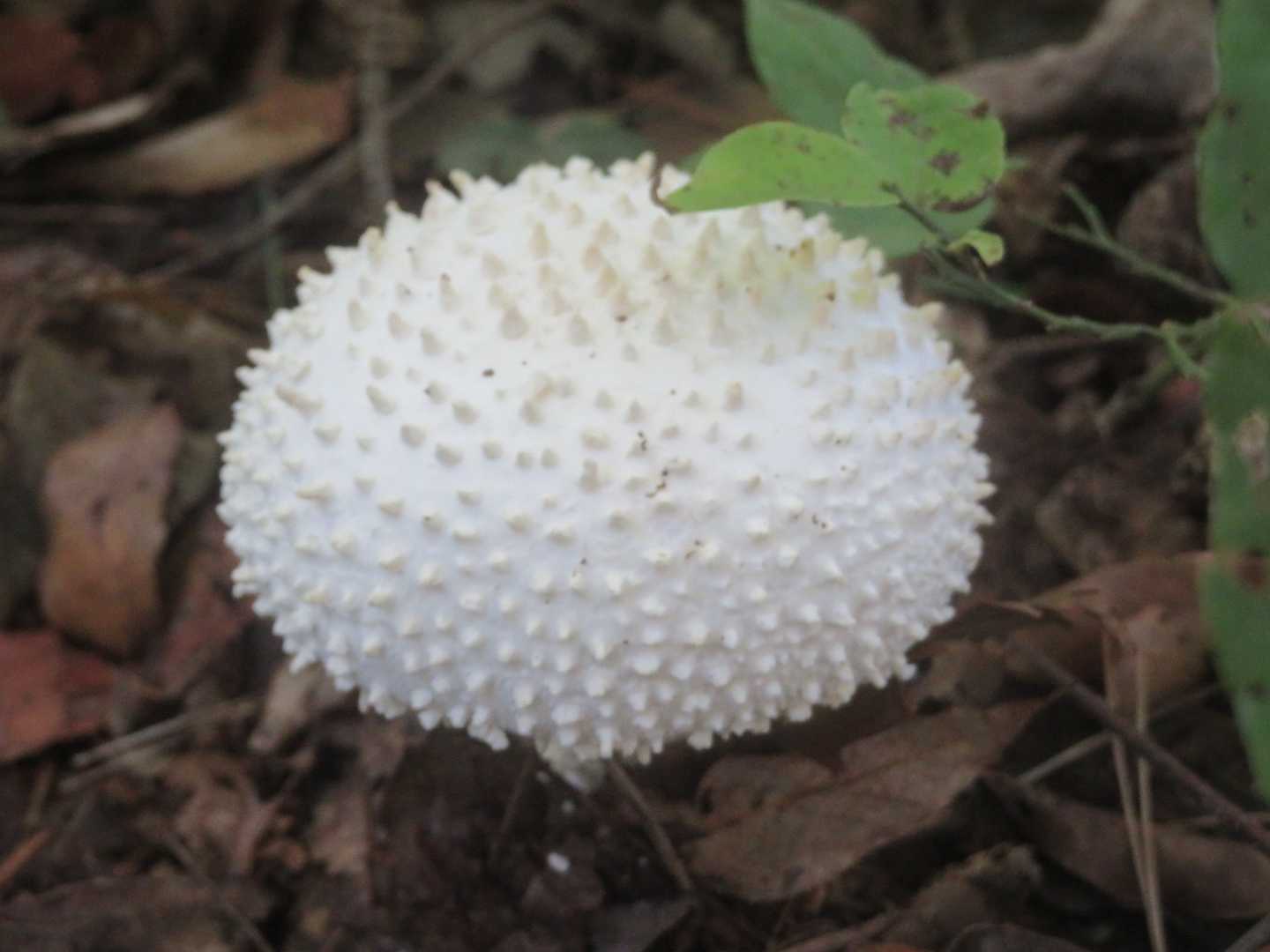 変な🍄シロオニタケ毒あり⚠️