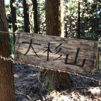 大杉山の山頂に到着！
遠見山から大杉山までは、杉林の中を歩いていくので眺望なし。