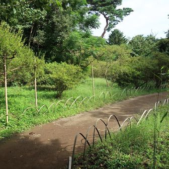 このあたりがつつじ山のようです。4月下旬になるとつつじの花で埋め尽くされるらしい