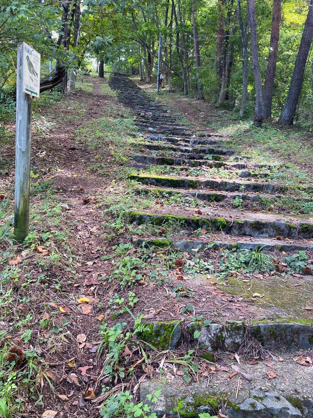 頂上への階段
いつもは違う方から登っていたが、今日はこっちから↖️