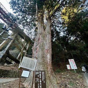 表参道入口の杉並木一号大杉、江戸初期～
表参道は江戸時代初期に整備されたとか😌