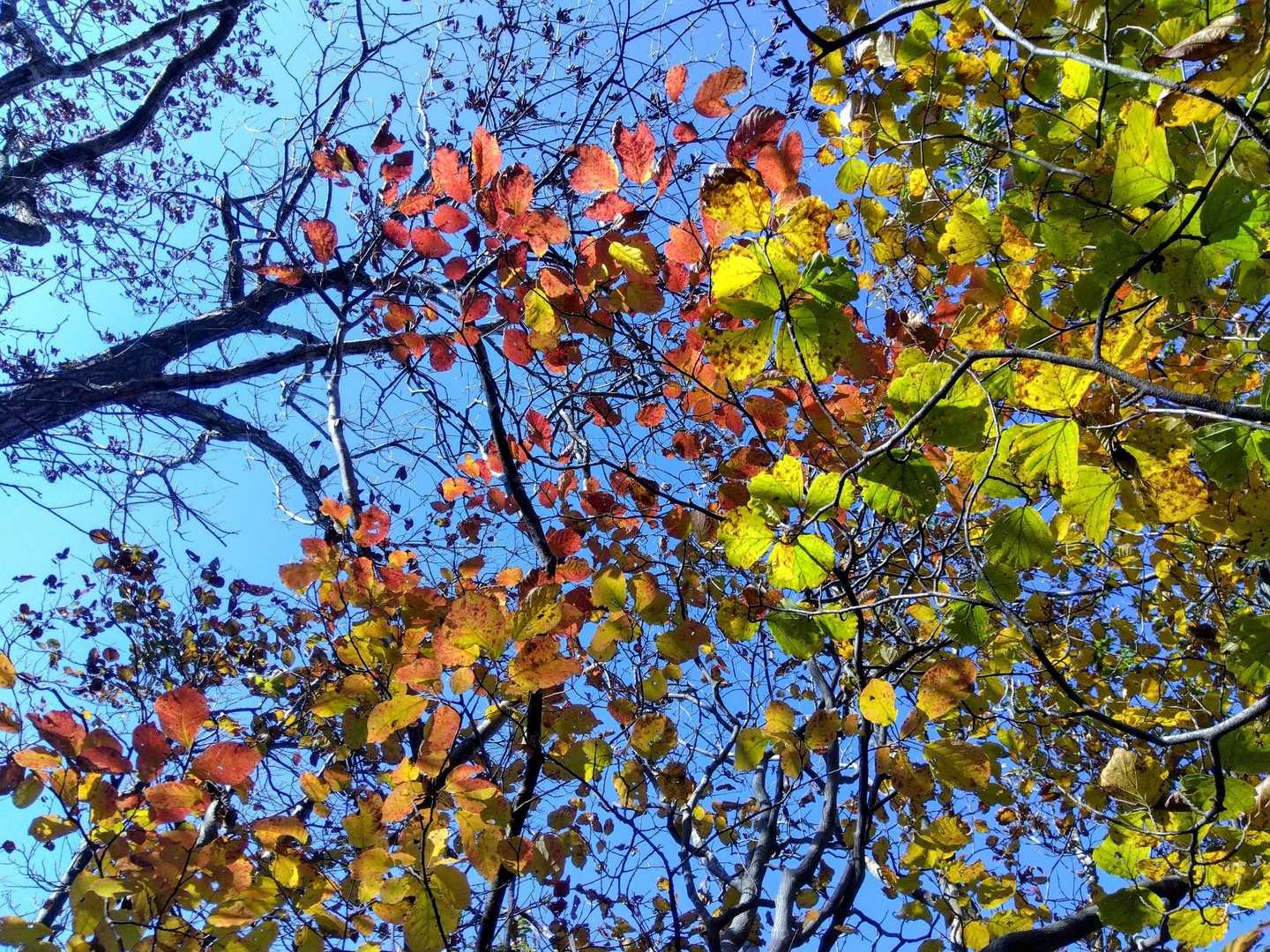多宝山（岩室温泉丸小山公園）＜天神山ルート＞の写真