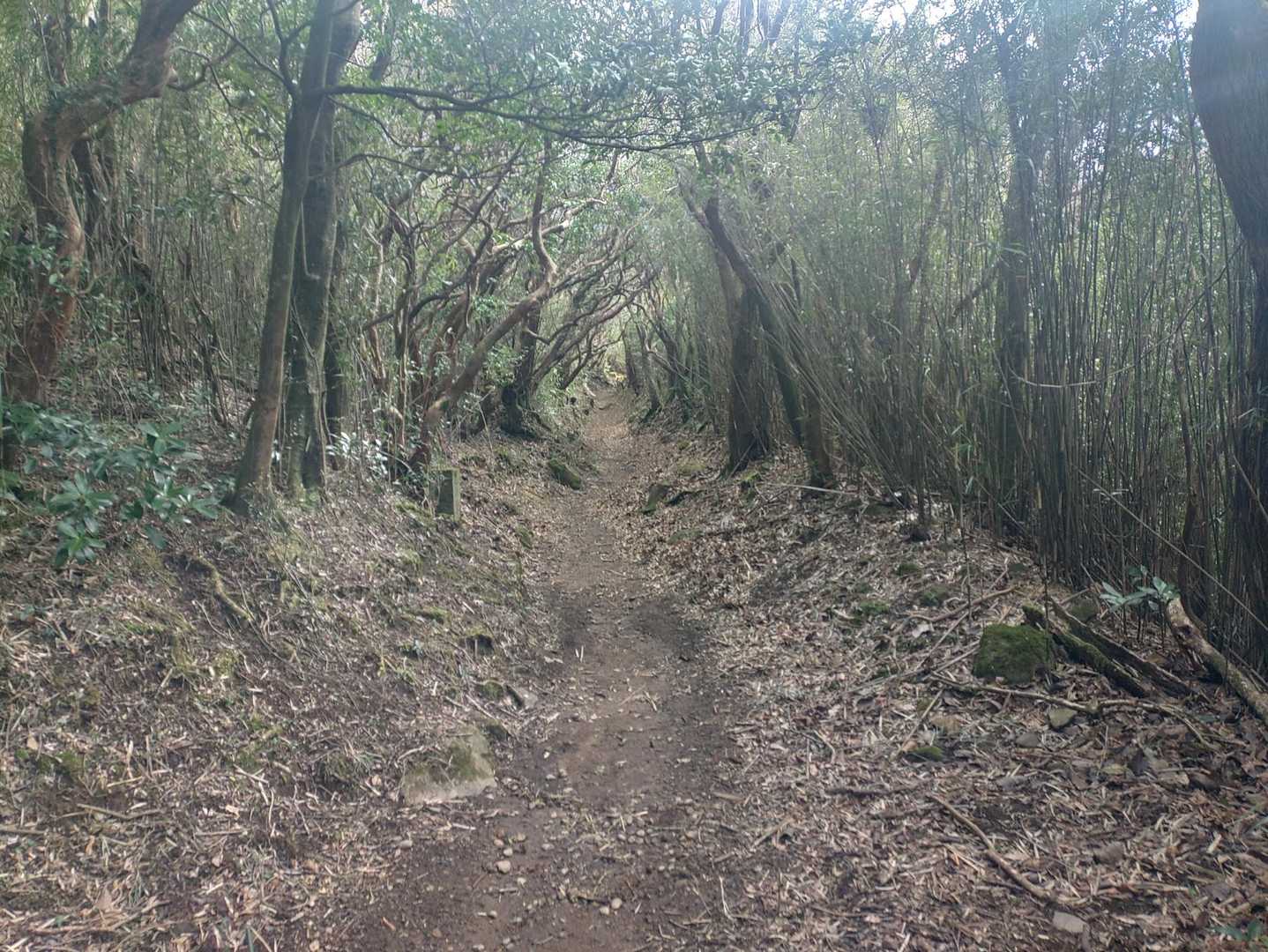ようやく山道っぽい所に(*ﾟｰﾟ)
しかし木のトンネルが続いてここから先トトロに会いそうな気配(*ﾟｰﾟ)