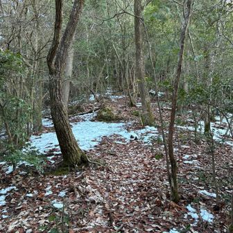 テープ頼りに登るも大苦戦。ようやく尾根道へ。