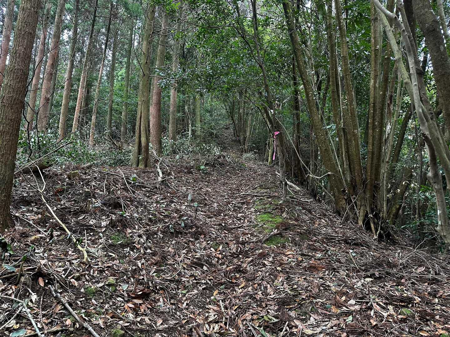 急登になる。

ずっと、山の中で犬の鳴き声がする。麓からではなく、山のなかから、、😟
それも低い鳴き声なので大型⁉️
走り回っている⁉️
狩猟犬⁉️
ちょっと不安になる。さくら🐕はザックに入れときます😨
