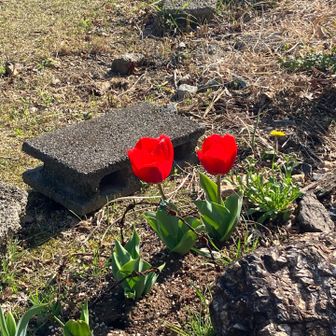 こちらも愛らしい。☺️