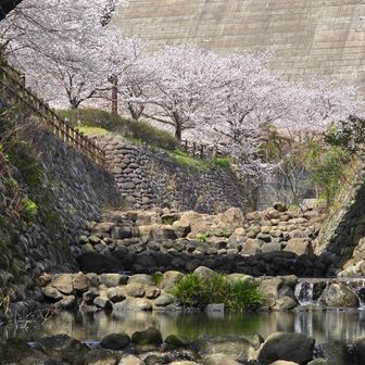 ハスキーズ　HIDEO