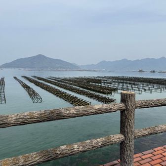 牡蠣養殖（採苗）

ホタテの貝殻に牡蠣の種が付くのを待ちます。

たまたま歩いておられた地元の方が丁寧に説明してくださいました。

採苗とは牡蠣の幼生（赤ちゃん）を海中から採取することです。

瀬戸内海ならではの景色ですね✨