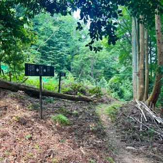 コッチに行けば、吉川城先🏯妙見山の登山口方面かな？こんな、いつ熊と遭遇するのかわからん山道は歩きたくない。早く、頂上に行こう💦