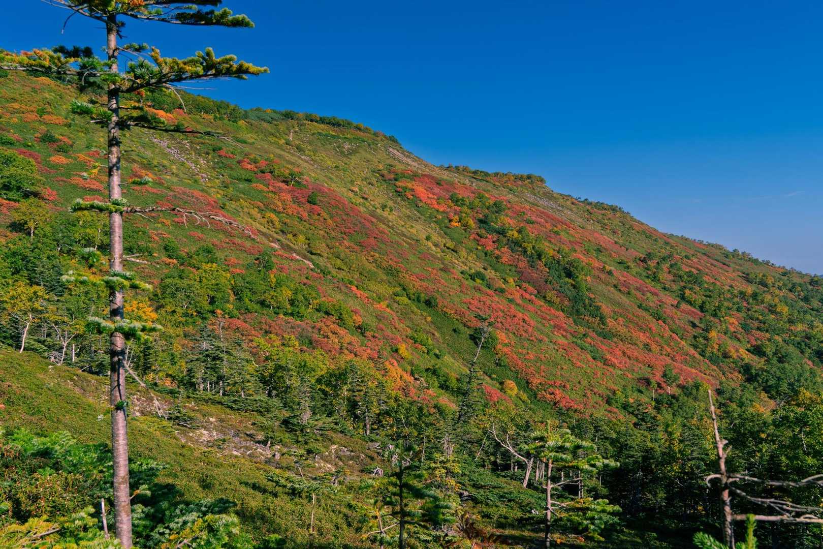 やわらかな紅葉の彩りに包まれ穏やかな秋の気配を感じながら歩くひとときです