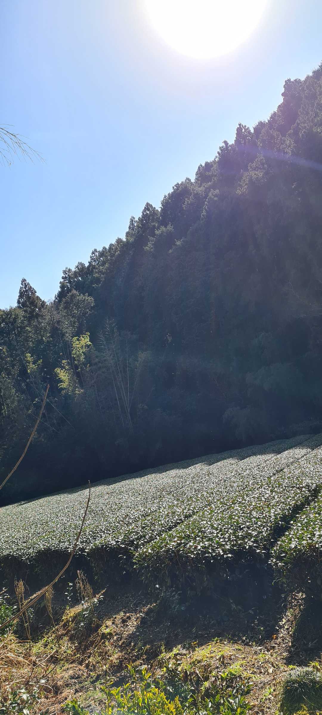 青空と茶畑♪♪
いい山登りになりそう(*^O^*)